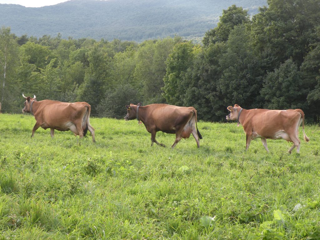 Grass Fed cows