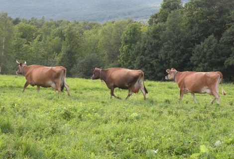 Butterworks Jersey Cows are now 100% Grass Fed!! Butterworks Jersey Cows are now 100% Grass Fed!!