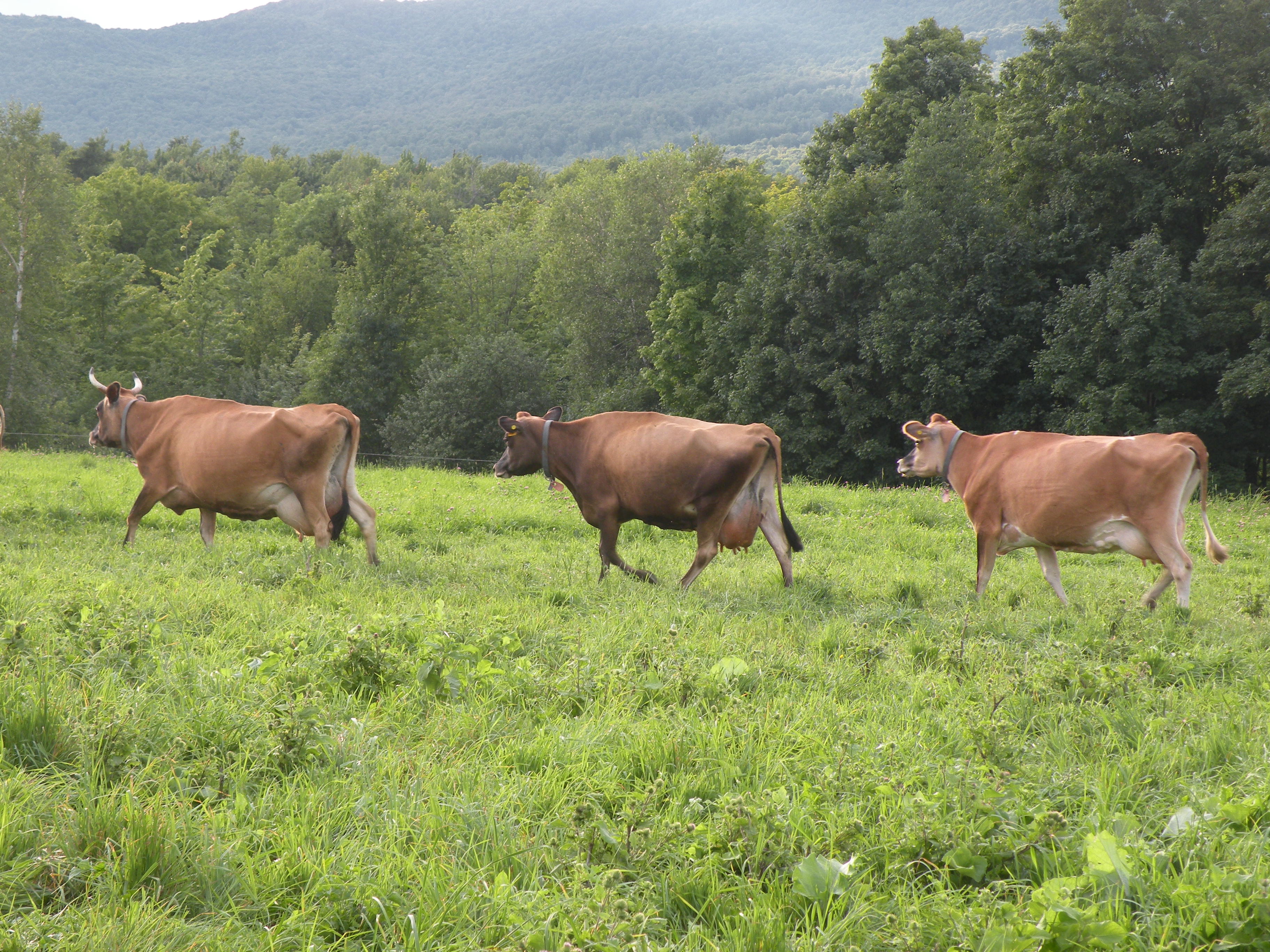 jersey cattle farms