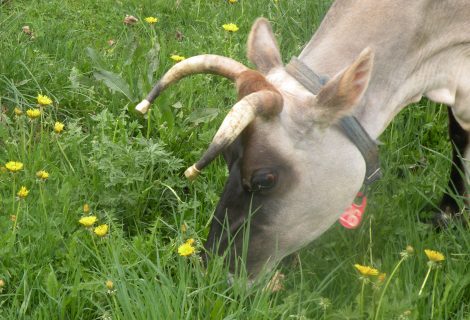 100% Grass-Fed Dairying- A Farmer’s thoughts 100% Grass-Fed Dairying- A Farmer’s thoughts