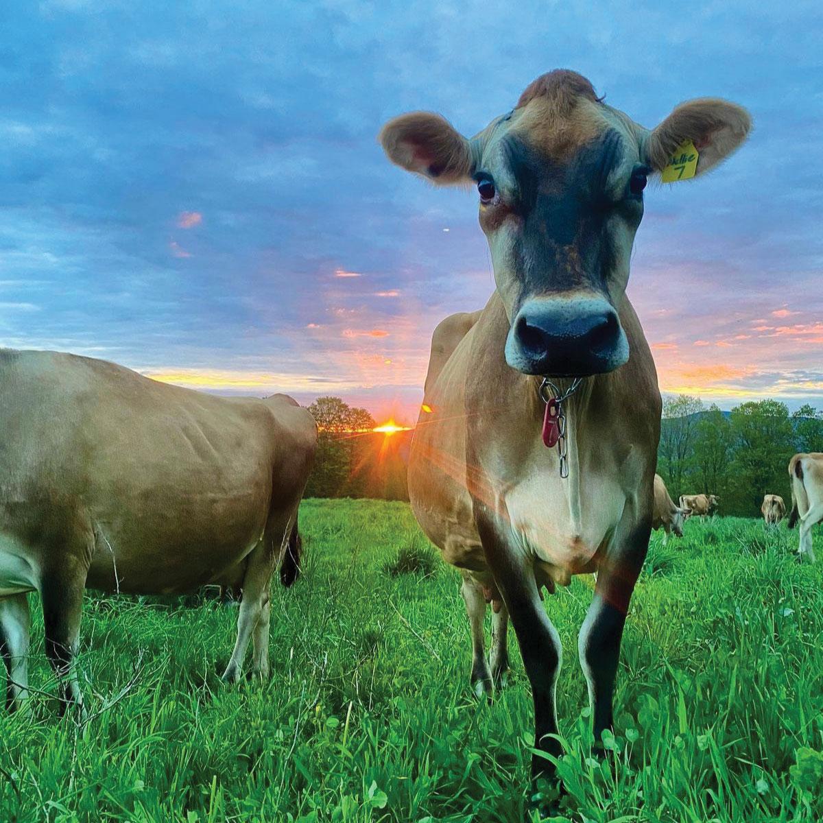 Butterworks Farm Vermont