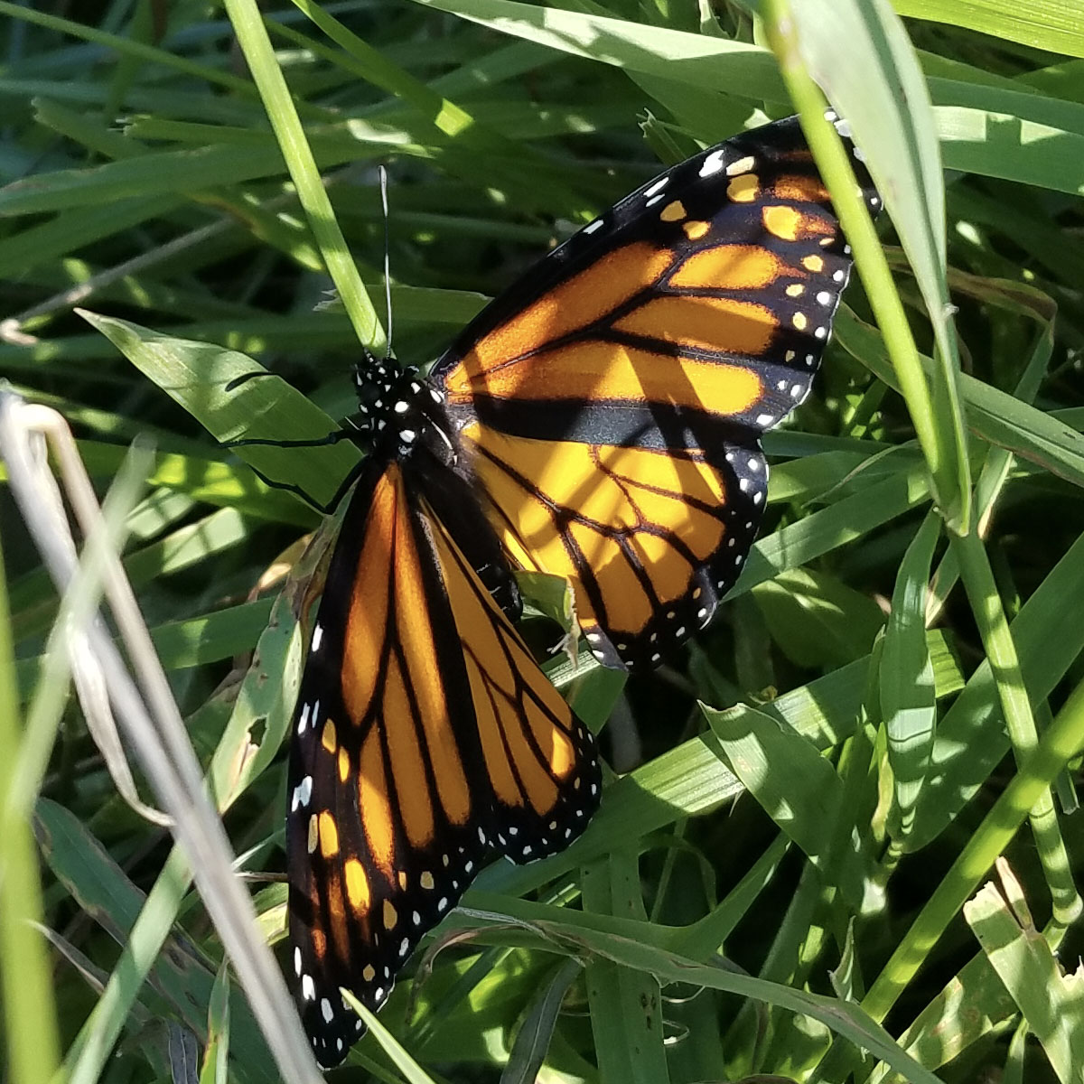 Farm Biodiversity and Monarch Butterfly