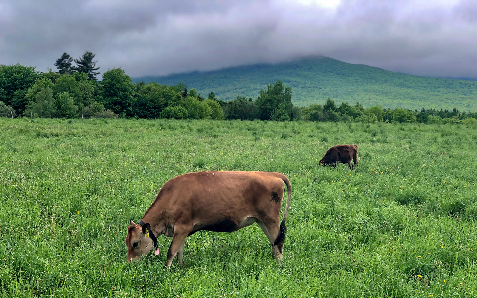 jersey cows graze in a lush green moumtain pasture as clouds roll in
