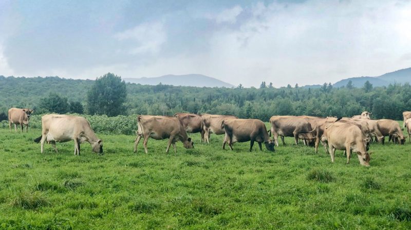The Importance of Building Humus - Butterworks Farm