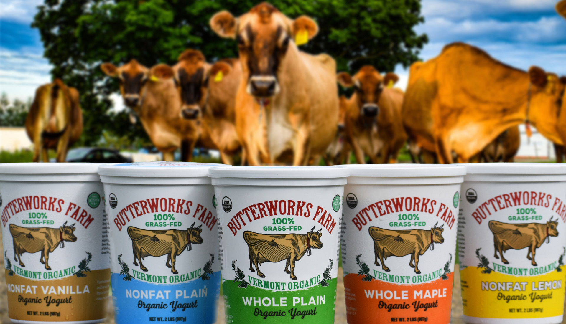 Grass Fed Jersey Cows pose behind five organic yogurt flavors